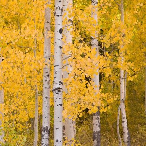 Aspen Wallpaper - Image 5