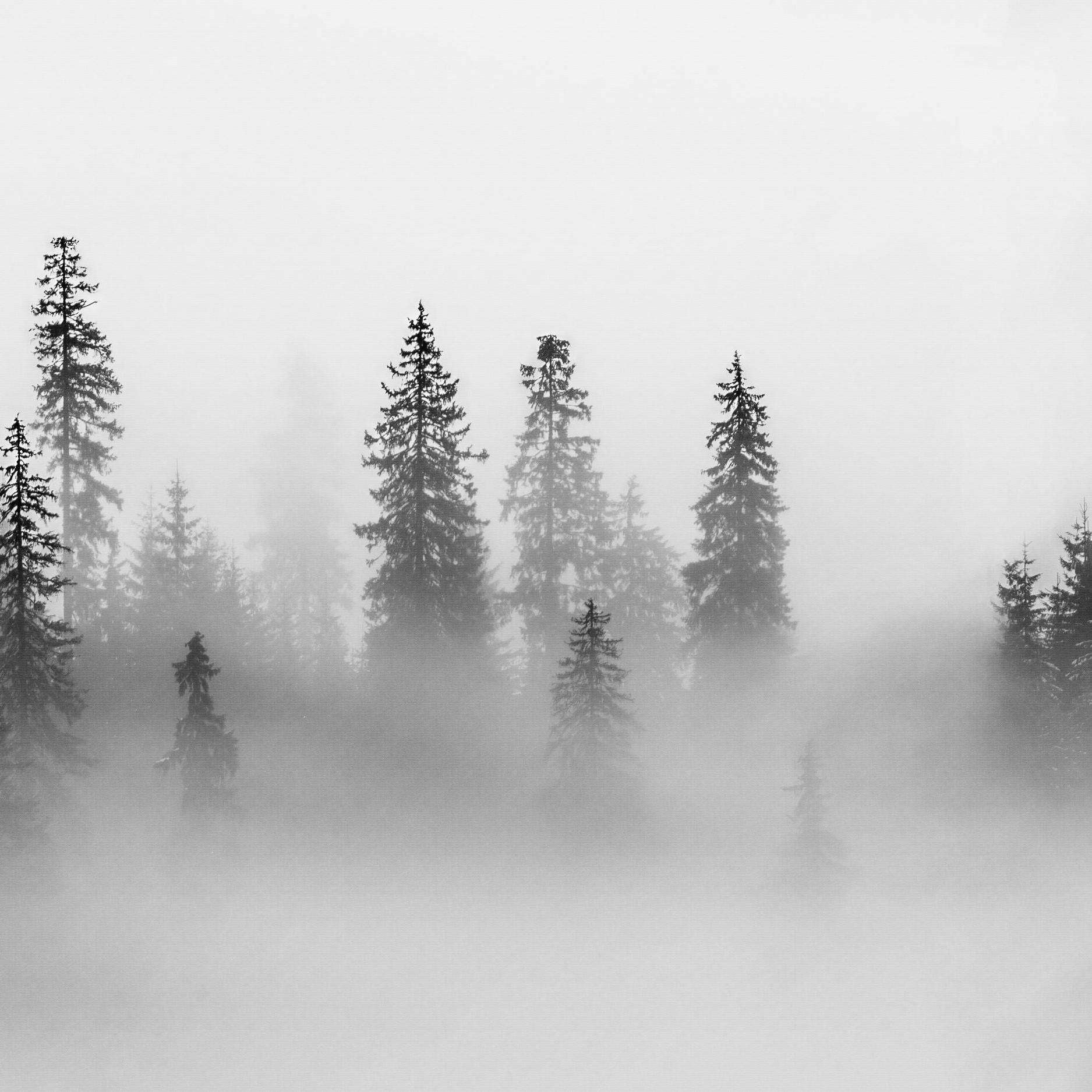 Black Pine Wallpaper - Image 6