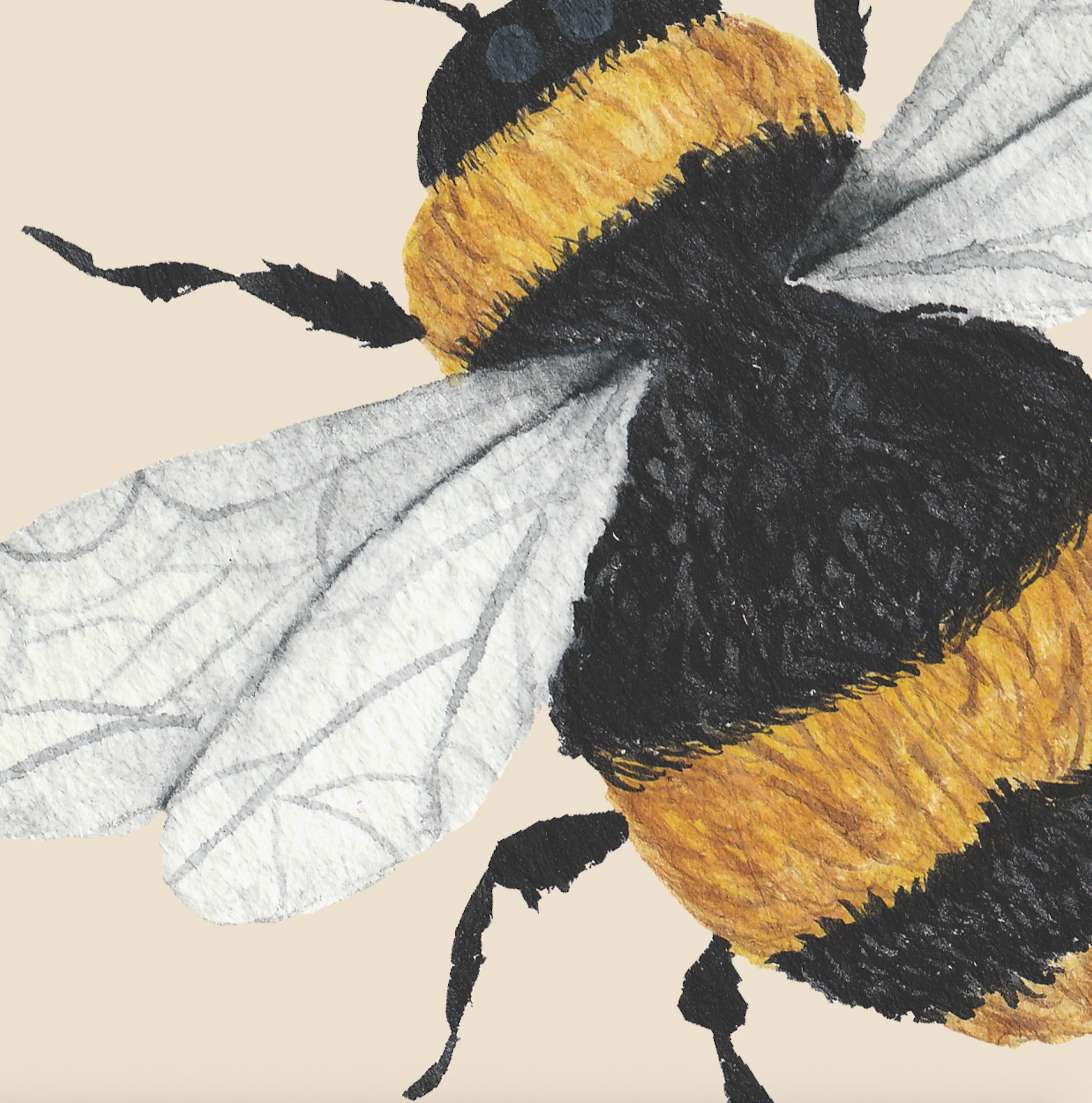 Bumble (Tan) Wallpaper - Image 6