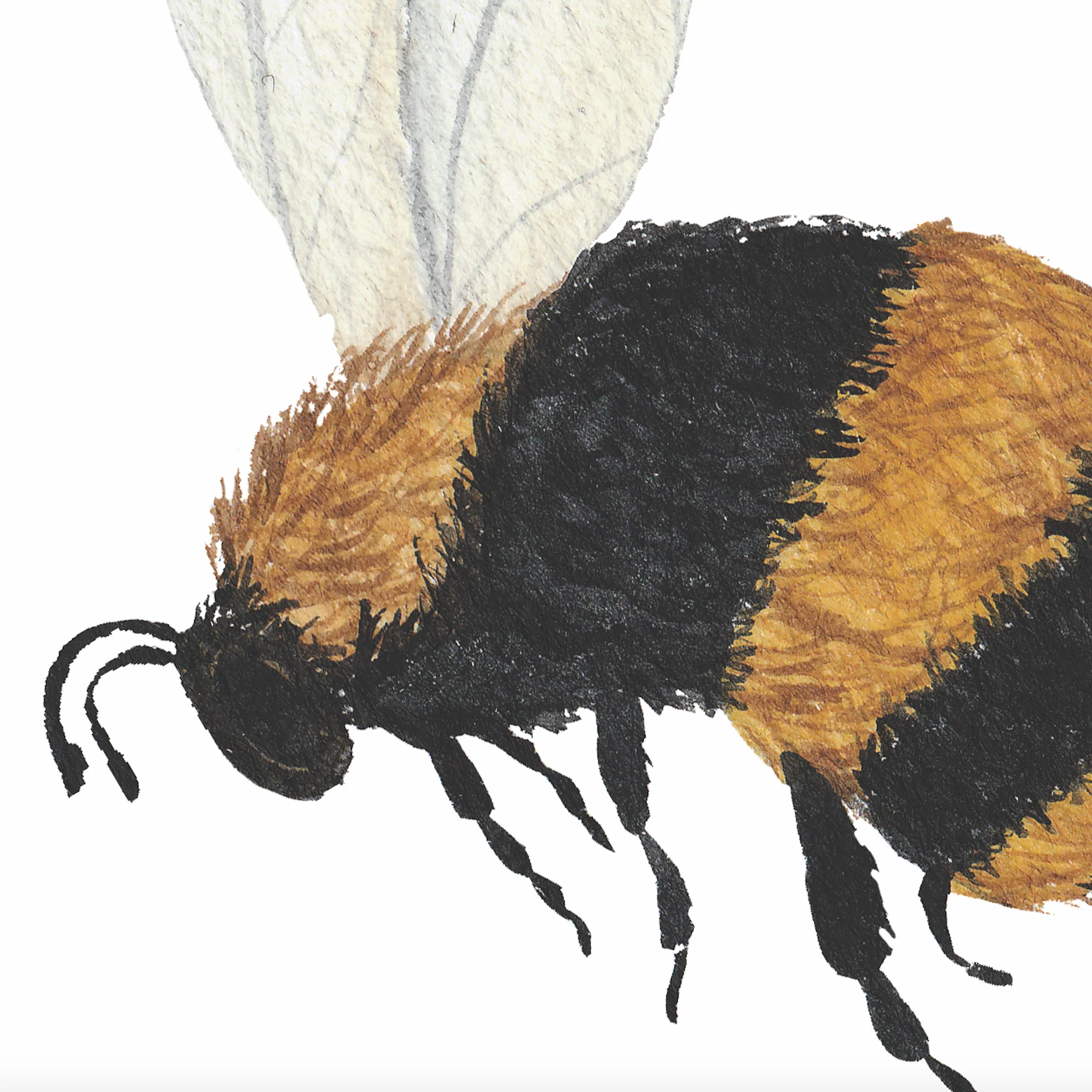 Bumble (White) Wallpaper - Image 7