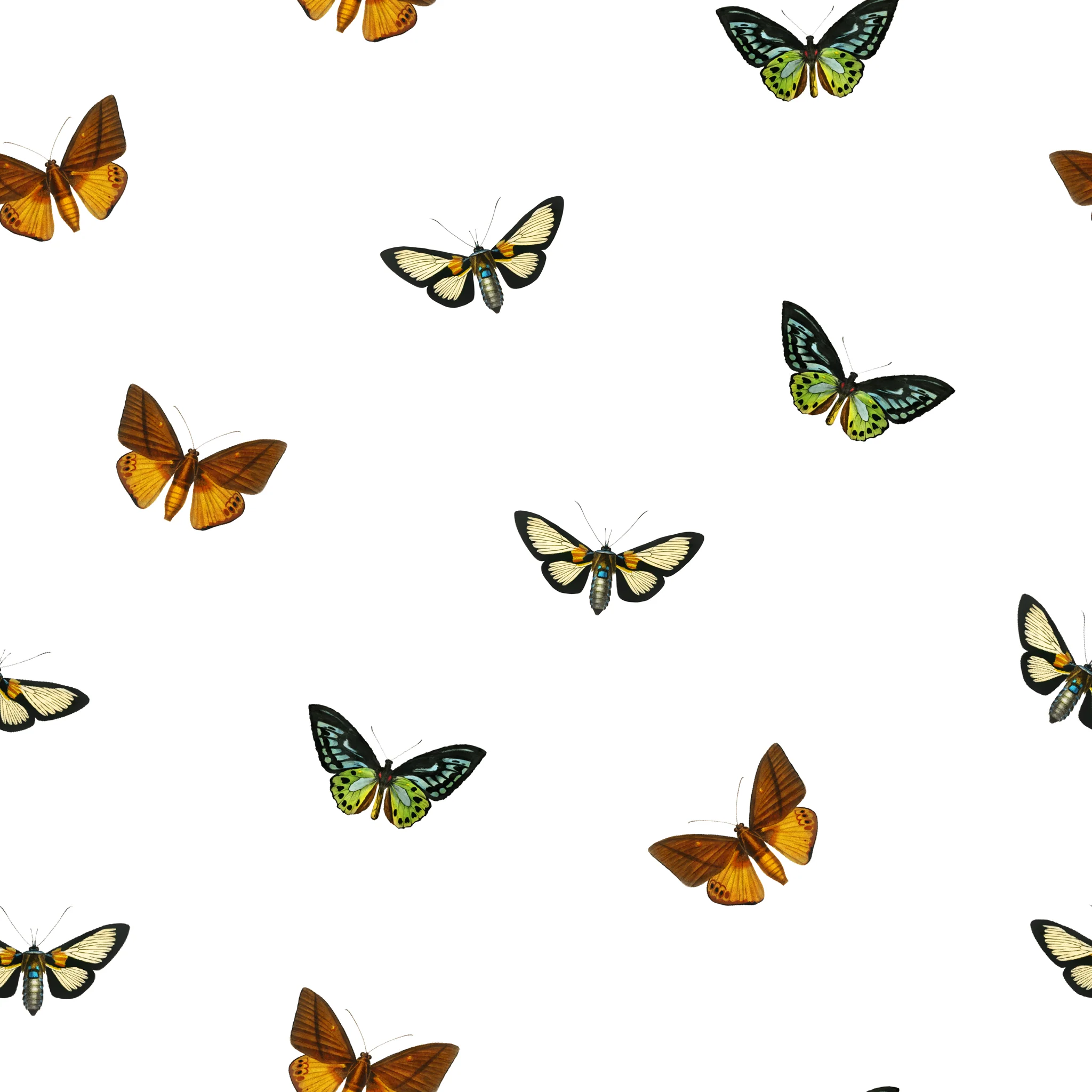 Flutter Wallpaper - Image 4