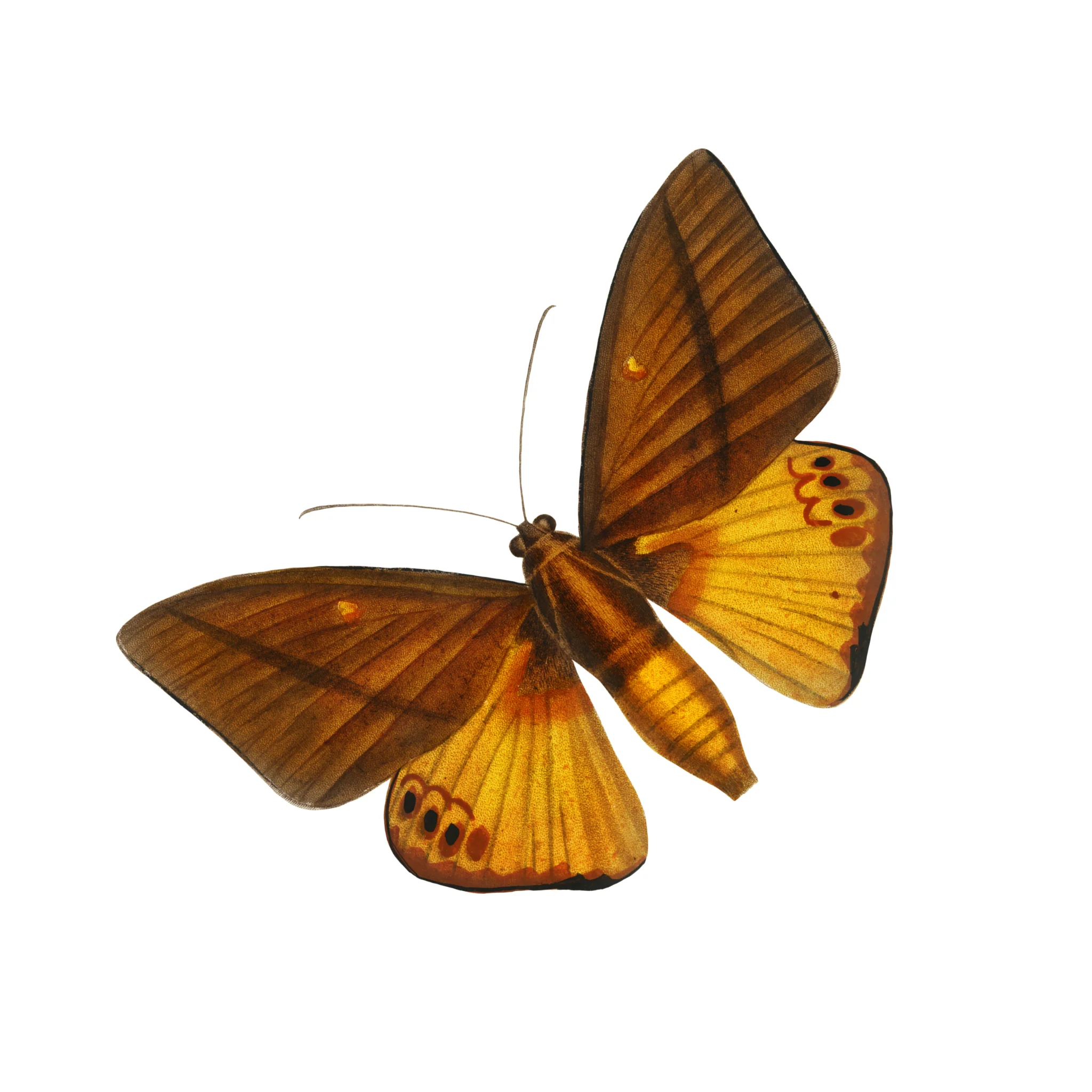 Flutter Wallpaper - Image 5