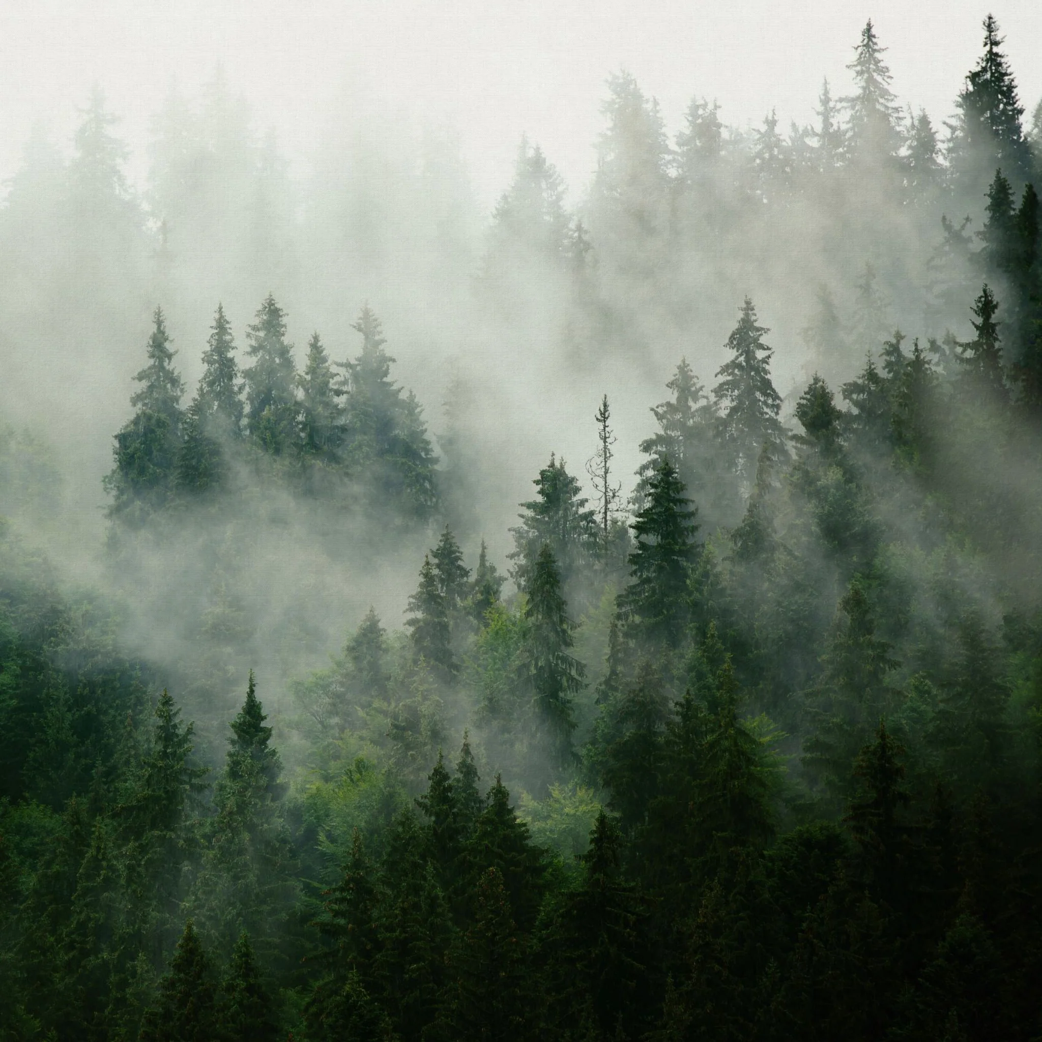 Pinetop Wallpaper - Image 3
